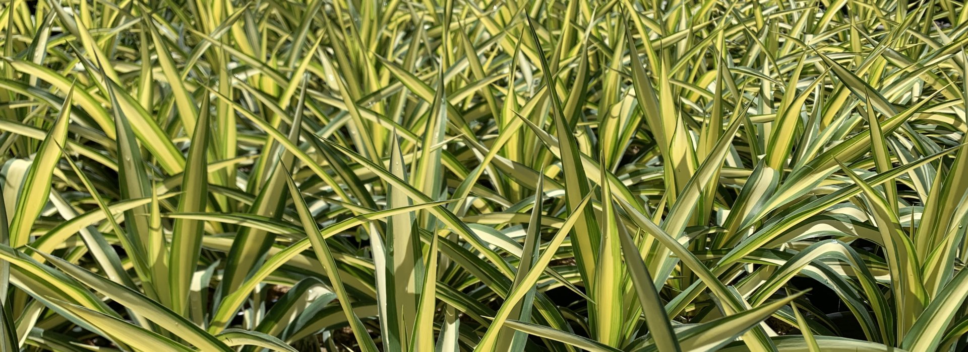 Yucca 'Color Guard'